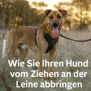 Hund zieht an der Leine