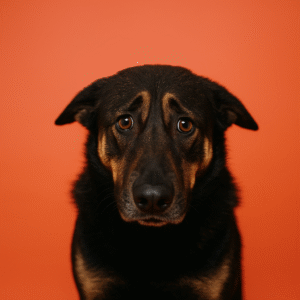 Ohren nach hinten legen Hund